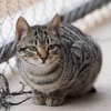 Liebe, junge Kater Lolo und Lucifer
