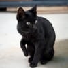 Liebe, junge Kater Lolo und Lucifer