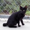 Liebe, junge Kater Lolo und Lucifer