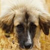 Kuschelfan Timea sucht ihre Familie