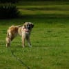 Kuschelfan Timea sucht ihre Familie