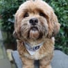 Pipi -Traumhund sucht Top-Zuhause