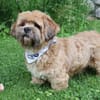 Pipi -Traumhund sucht Top-Zuhause