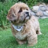 Pipi -Traumhund sucht Top-Zuhause