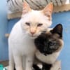 Verschmuste Siam-Mix-Katzen Magic&Lesly