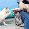 Verschmuste Siam-Mix-Katzen Magic&Lesly