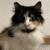 Megara sucht dringend ein Zuhause