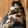 Megara sucht dringend ein Zuhause