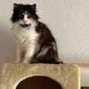 Megara sucht dringend ein Zuhause