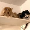 Megara sucht dringend ein Zuhause