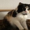 Megara sucht dringend ein Zuhause