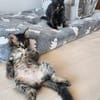 Süße Katzenschwestern Suki und Sakura