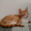 Lieber, junger Kater Pelayo