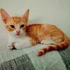 Lieber, junger Kater Pelayo
