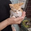 Lieber, junger Kater Pelayo