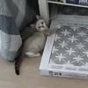 Zutraulicher, junger Kater Mc Eyes
