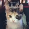 Katzengeschwister Mae und Minima