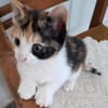 Katzengeschwister Mae und Minima