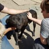 BLACKY ist ruhig und sehr sensibel ♥