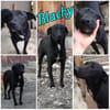 BLACKY ist ruhig und sehr sensibel ♥