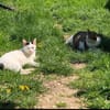 Masha - Priatenmädel sucht ihr Zuhause