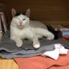 Masha - Priatenmädel sucht ihr Zuhause