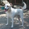 Lucy`s Besitzer sind leider verstorben