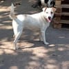 Lucy`s Besitzer sind leider verstorben