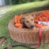 Lia ist in Deutschland