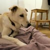 Leyla sucht ihr Zuhause