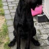 Riesenschnauzer Levi (geb.08/2021)