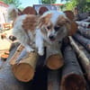 Schmusebacke Toto sucht Endstelle