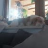 Schmusebacke Toto sucht Endstelle