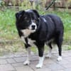 Verschmuste Hündin CLOPOTICA sucht!
