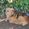 Bolota, Mix Dackel / Spaniel, schüchtern