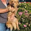 Bolota, Mix Dackel / Spaniel, schüchtern