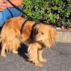 Bolota, Mix Dackel / Spaniel, schüchtern