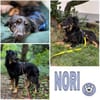 NORI -Lieber, zarter & passiver Rüde-