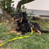 NORI -Lieber, zarter & passiver Rüde-