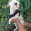 Chihuahuamix-Rüde, 2 Jahre