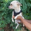Chihuahuamix-Rüde, 2 Jahre