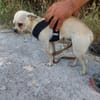 Chihuahuamix-Rüde, 2 Jahre