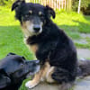 Lieber Austie Mix Rüde