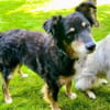Lieber Austie Mix Rüde