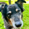 Lieber Austie Mix Rüde
