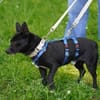 Negrito sucht sein Glück