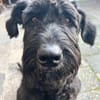 Laika, Riesenschnauzer (geb. 02/2017)