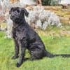 Laika, Riesenschnauzer (geb. 02/2017)