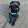 Laika, Riesenschnauzer (geb. 02/2017)