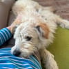 Lucky💗wartet in 78247 Schlatt am Randen